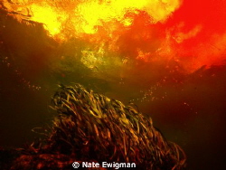 Taken of a water plant at Devil's Ear at Ginnie Springs i... by Nate Ewigman 